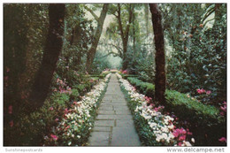 Alabama Mobile Bellingrath Gardens Path Lined With Camellias And Azaleas - Mobile