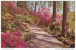 Alabama Mobile Bellingrath Gardens Flagstone Walk With Large Indica Azaleas In Bloom - Mobile