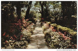 Alabama Mobile Bellingrath Gardens Path Lined With Camellias And Azaleas - Mobile