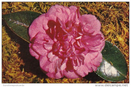 Alabama Mobile Bellingrath Gardens Beautiful Camellia Bloom - Mobile