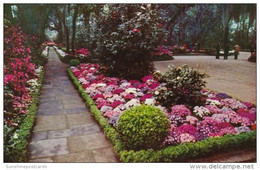 Alabama Mobile Bellingrath Gardens Path Lined With Camellias And Azaleas - Mobile