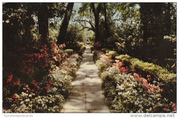 Alabama Mobile Bellingrath Gardens Path Lined With Camellias And Azaleas 1967 - Mobile