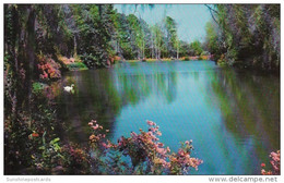 Alabama Mobile Bellingrath Gardens Beautiful Mirror Lake - Mobile