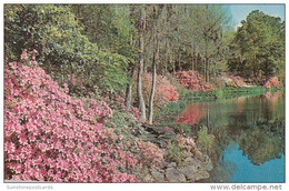 Alabama Mobile Bellingrath Gardens Camellias And Azaleas In Full Bloom - Mobile