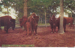 Iowa Davenport Buffalo In Fejervary Park 1909 - Davenport