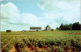 Canada Prince Edward Island Potato Field In Full Bloom - Sonstige & Ohne Zuordnung