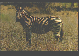 Zebra - Krugerwildtuin - Zebra's