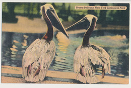 New York Bronx ZOO, USA - Pelican - Bronx