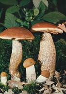 Carte Neuve Bolet Orangé - Champignons