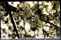 ROMANIA 2002 PHONECARDS FLOWERS USED VF!! - Flowers