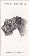 44 Kerry Blue Terrier  - Original Players Cigarette Card - Dogs (Heads) By Arthur Wardle 1929 - Player's