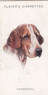 14 Foxhound - Original Players Cigarette Card - Dogs (Heads) By Arthur Wardle 1929 - Player's