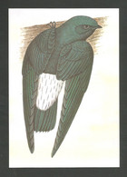 Oiseau Hirondelle Chaetura Thomensis Entier Postale Sao Tome Et Principe Swallow Bird Stationary St Thomas & Principe - Schwalben