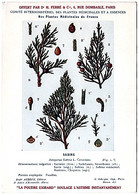 Plantes Médicinales 5 Planches Sabine Saponaire Sauge Scille Souci Publicité Exibard 1920 Très Bon état - Plantas Medicinales