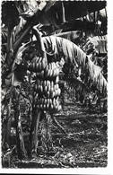 Guadeloupe  - Bananiers Et Regimes De Bananes  -  Collection Case  Pointe A Pitre - Saint Barthelemy
