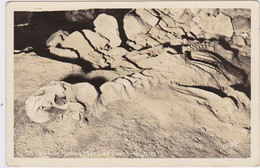 Oregon Sea Lion Caves Sea Lion Mummy REal Photo - Altri & Non Classificati