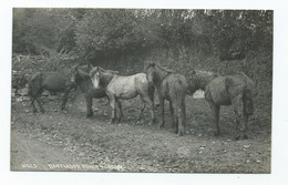 Postcard Devon Dartmoor Ponies Rp Chapman And Sons - Dartmoor