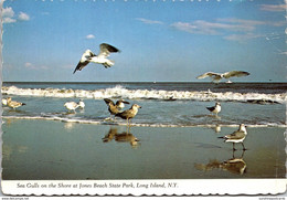 New York Long Island Jones Beach State Park Sea Gulls On The Shore - Long Island