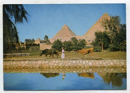 AK 057709 EGYPT - Giza - Pyramids Near The Nile - Piramiden