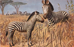 Illustrateur Zébre T S N 724 - Zebra's