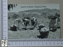 PORTUGAL - APANHA DA BATATA -  BRAGANÇA -   2 SCANS  - (Nº49213) - Bragança