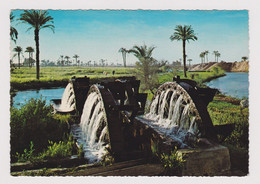 Egypt Ägypten Fayoum Fayyum Noria Watherwheel View Vintage Photo Postcard RPPc CPA (59960) - Fayyum