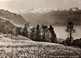 Champs De Narcisse Et Les Dents De Midi - 012467 - Cham