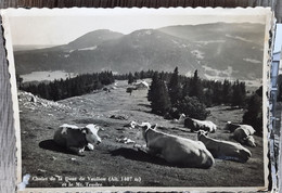 CPSM - Suisse - Vaud - Chalet De La Dent De Vaulion Et Le Mont Tendre - Vaches - Vaulion