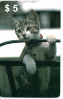 Chat Cat Katze Carte Prépayée Setcall USA Etats-Unis Card ( D 779) - Verzamelingen