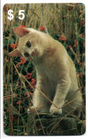 Chat Cat Katze Carte Prépayée Setcall USA Etats-Unis Card ( D 781) - Verzamelingen