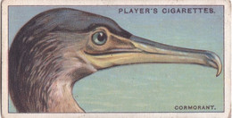 6 The Cormorant - Curious Beaks 1929 - Players Cigarette Card - Original - Wildlife - Birds - Player's