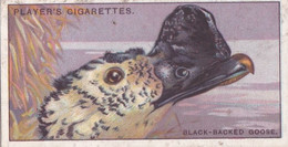 19 Black Backed Goose - Curious Beaks 1929 - Players Cigarette Card - Original - Wildlife - Birds - Player's