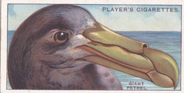 34 The Giant Petrel  - Curious Beaks 1929 - Players Cigarette Card - Original - Wildlife - Birds - Player's