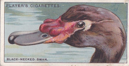 48 Black Necked Swan  - Curious Beaks 1929 - Players Cigarette Card - Original - Wildlife - Birds - Player's