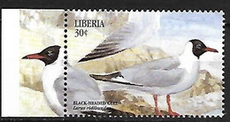 Liberia - MNH ** 1999 :   Black-headed Gull  - Chroicocephalus Ridibundus - Meeuwen