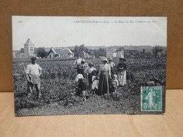 SARCELLES (95) Le Haut Du Roi Cueillette Des Pois Gros Plan - Sarcelles