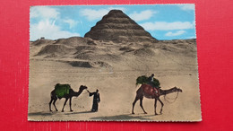 Sakkara-The Steps Pyramid.Camel - Piramiden