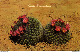 Arizona Phoenix Papago Park Desert Botanical Gardens Cactus Twin Pincushion - Phoenix