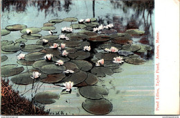 Maine Auburn Taylor Pond With Pond Lillies - Auburn