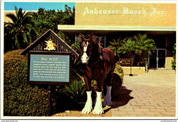 Florida Tampa Busch Gardens Big Scot Famous Budweiser Clydesdale - Tampa
