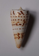 Conus Monile - Coquillages