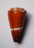 Conus Litoglyphus - Coquillages