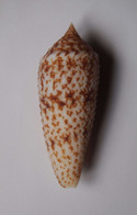 Conus Australis Duplicatus - Coquillages