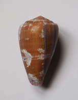 Conus Purpurascens - Coquillages