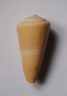 Conus Emaciatus - Coquillages