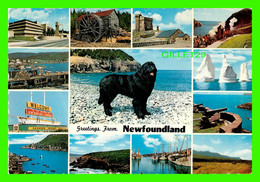 NEW-FOUNDLAND - GREETINGS FROM - 13 MUTIVUES -  TRAVEL IN 1975 - TOOTON'S LTD - - Sonstige & Ohne Zuordnung