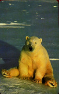 SCHEDA TELEFONICA PHONECARD MALAWI POLAR BEAR - Malawi