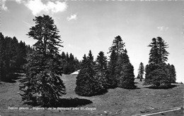 Sapins Géants, "Gogants" De La Borsattaz Près St.-Cergue, Age 300 Ans - Arbre, Flore - Saint-Cergue