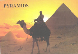 Egypt:Giza Pyramids, Camel, Sunset - Piramiden