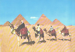 Egypt:Giza Pyramids, Camels - Piramiden